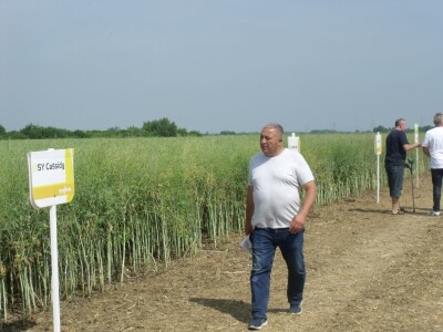 Dani polja uljane repice