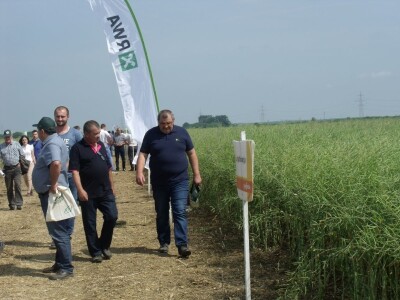 Dani polja uljane repice