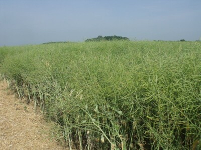 Dani polja uljane repice