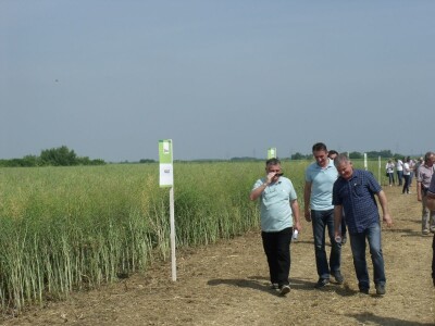 Dani polja uljane repice