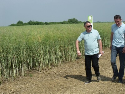 Dani polja uljane repice