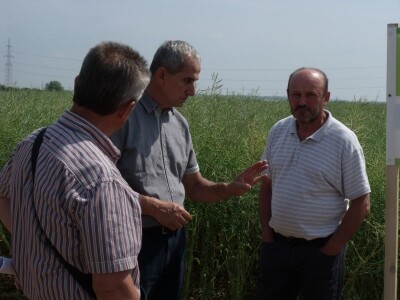 Dani polja uljane repice