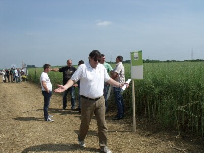 Dani polja uljane repice