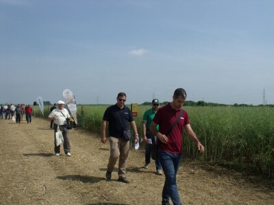 Dani polja uljane repice