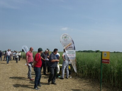 Dani polja uljane repice