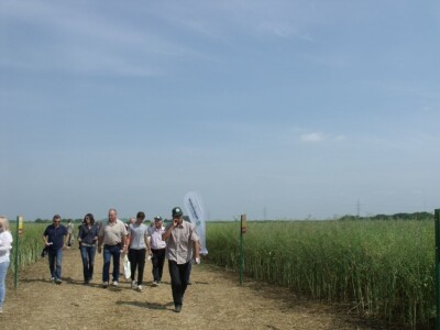 Dani polja uljane repice