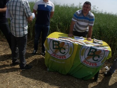 Dani polja uljane repice