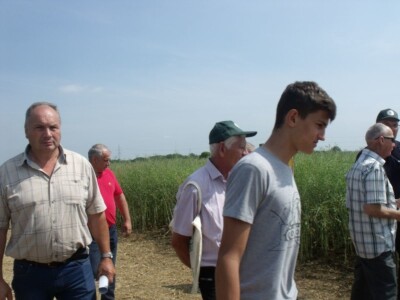 Dani polja uljane repice