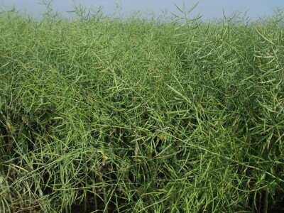 Dani polja uljane repice