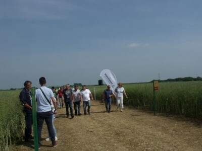 Dani polja uljane repice