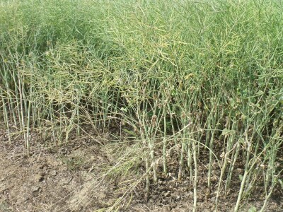 Dani polja uljane repice