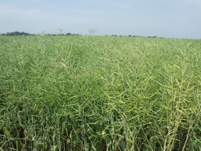 Dani polja uljane repice