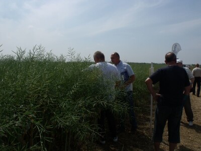 Dani polja uljane repice