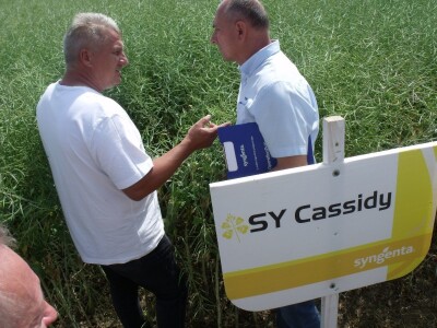 Dani polja uljane repice