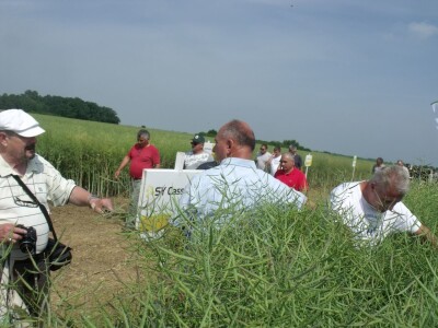 Dani polja uljane repice