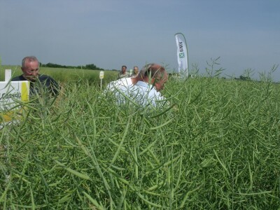 Dani polja uljane repice