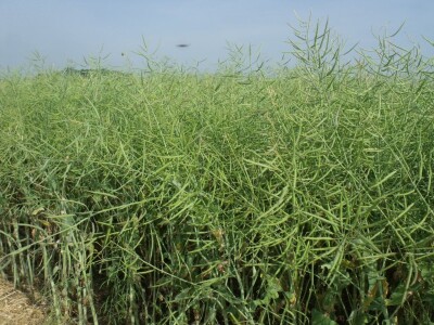 Dani polja uljane repice