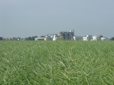 Dani polja uljane repice