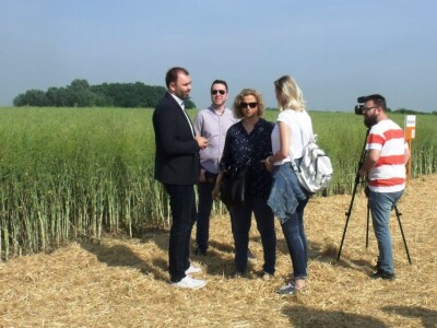 Dani polja uljane repice