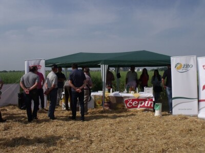 Dani polja uljane repice