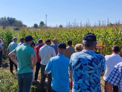 Dani poljla kukuruza - Cazin