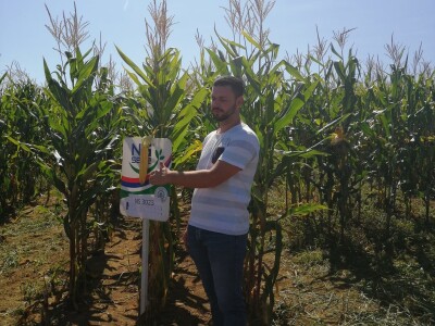 Dani poljla kukuruza - Cazin