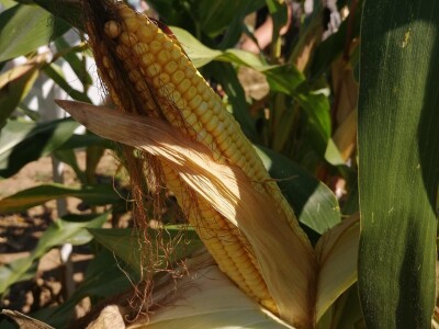 Dani poljla kukuruza - Cazin