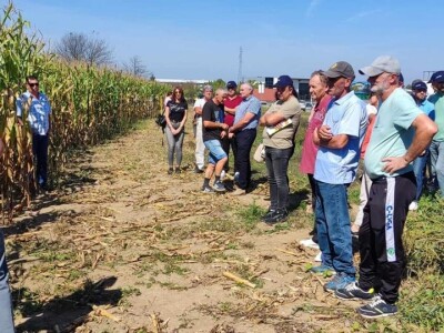 Dani poljla kukuruza - Cazin