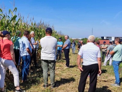 Dani poljla kukuruza - Cazin