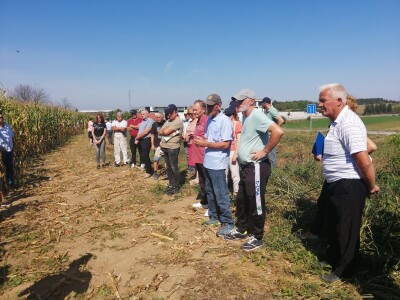 Dani poljla kukuruza - Cazin