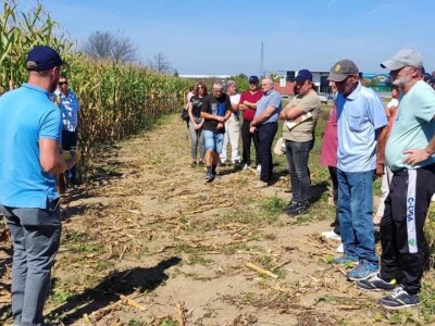 Dani poljla kukuruza - Cazin
