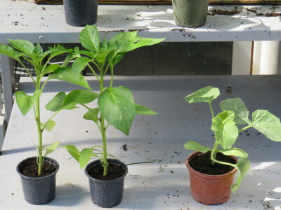 Dani rasada u Prijedoru