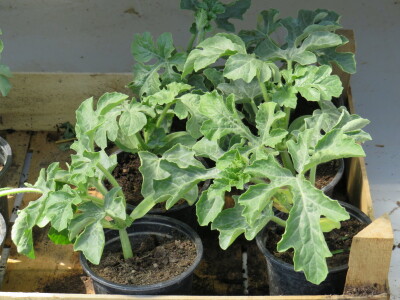 Dani rasada u Prijedoru