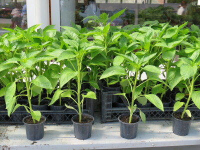 Dani rasada u Prijedoru