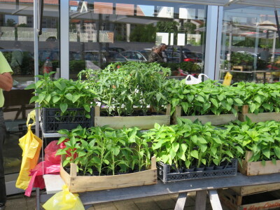 Dani rasada u Prijedoru