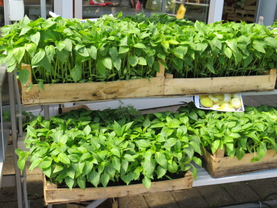 Dani rasada u Prijedoru