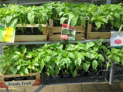 Dani rasada u Prijedoru