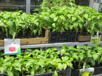 Dani rasada u Prijedoru