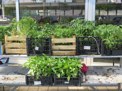 Dani rasada u Prijedoru