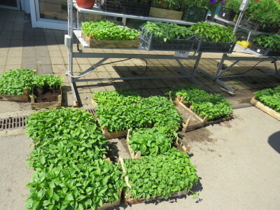 Dani rasada u Prijedoru