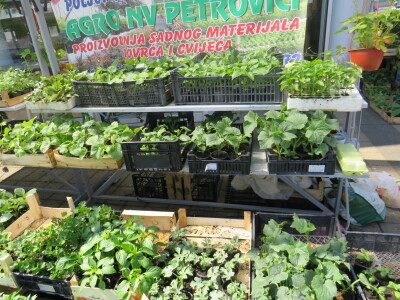 Dani rasada u Prijedoru