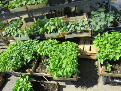 Dani rasada u Prijedoru