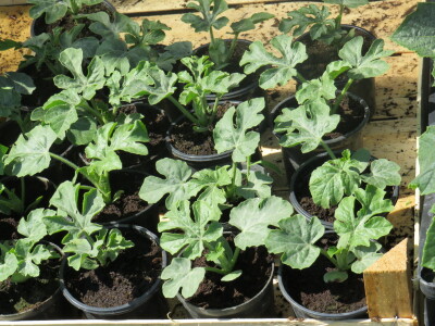 Dani rasada u Prijedoru