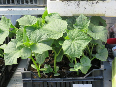 Dani rasada u Prijedoru