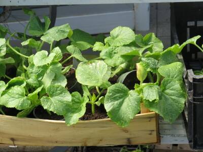 Dani rasada u Prijedoru