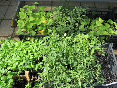 Dani rasada u Prijedoru