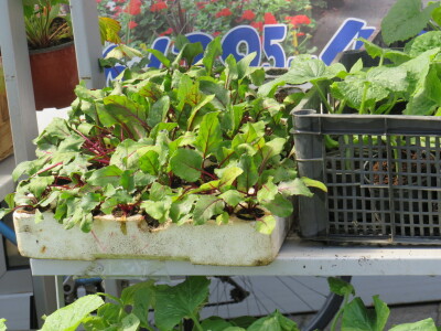 Dani rasada u Prijedoru