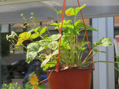 Dani rasada u Prijedoru