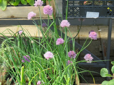 Dani rasada u Prijedoru