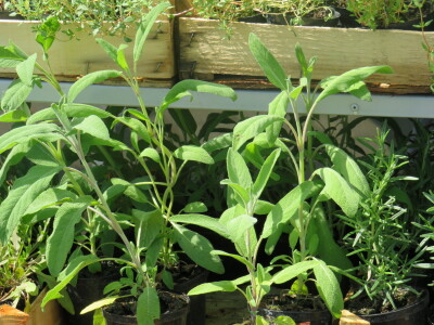 Dani rasada u Prijedoru